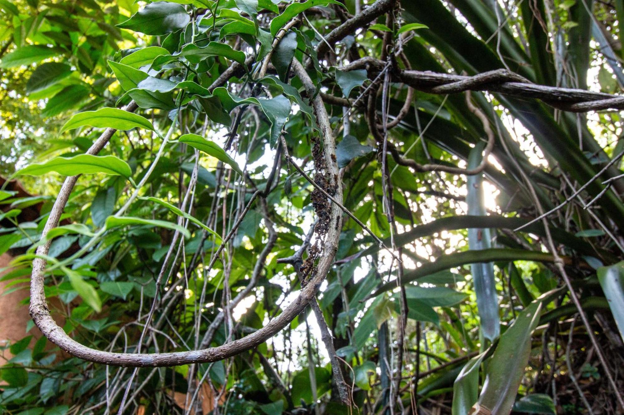 Pousada Flor De Acucena إيغاتو المظهر الخارجي الصورة
